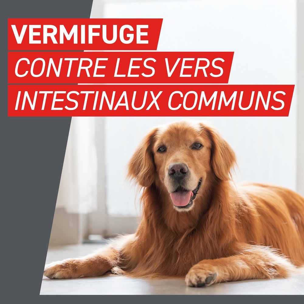 Vermifuge contre les vers intestinaux communs