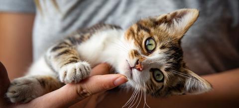 LFC S3N3 Cat's worms