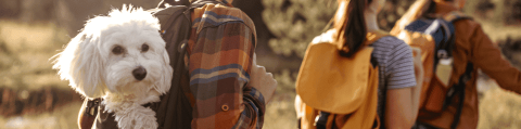 chien en balade dans sac à dos
