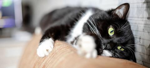 dermatitechatchien_banner